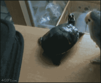 We don't know what that tortoise said to deserve it.