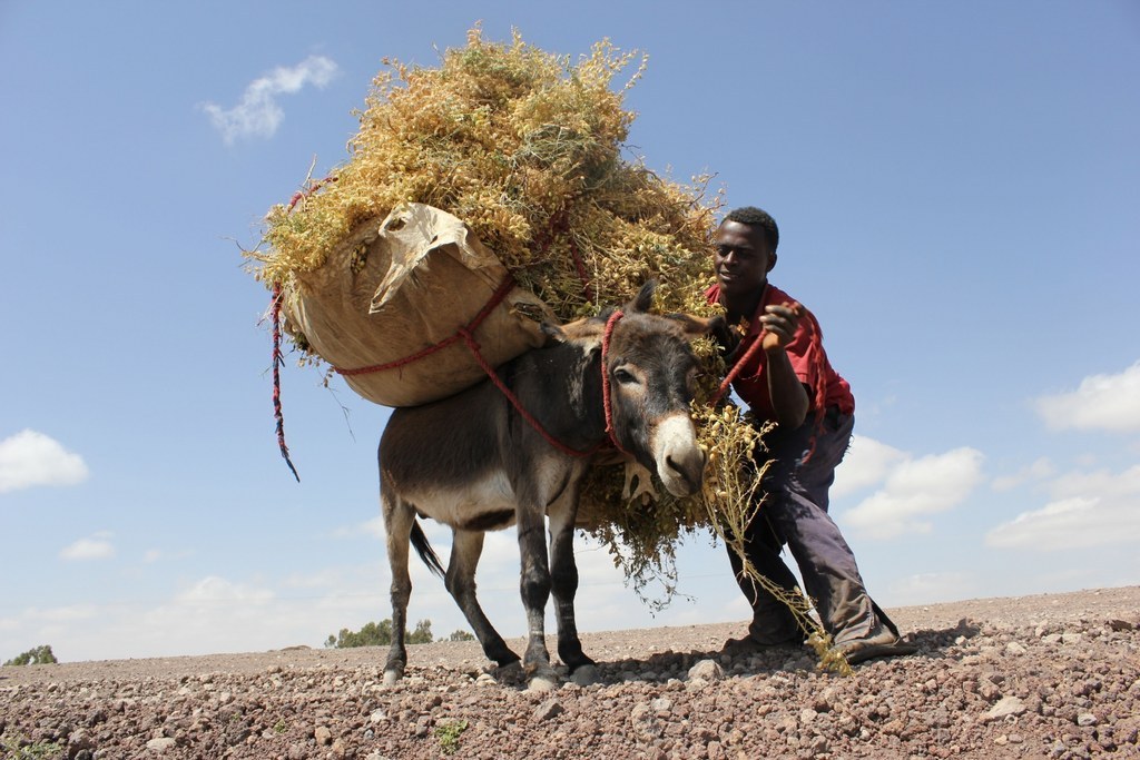 A man transports produce in Ethiopia.