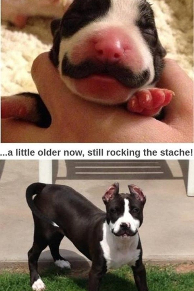 "That's right, having a mustache is my thing."