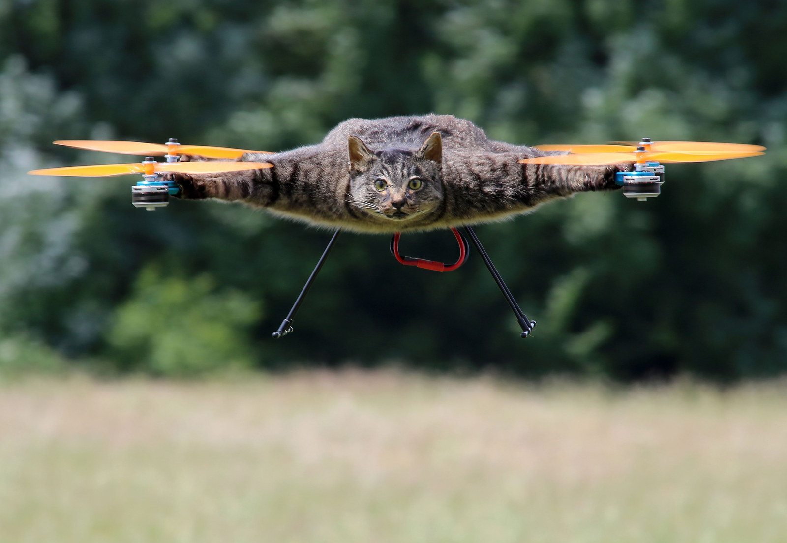 Котики вертолетики купить. Кот на квадрокоптере. Чучело кота квадрокоптер. Кот дрон. Летающий кот.