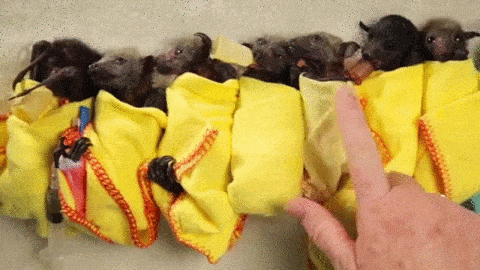 Seven baby bats individually wrapped in yellow cloth