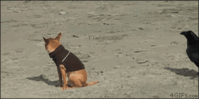 It's dog-eat-dog, yo!