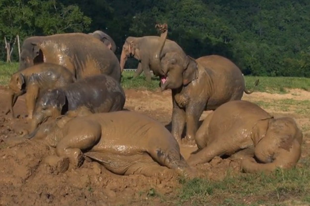 Watch These Elephants Get A Mud Bath And Have The Time Of Their Lives