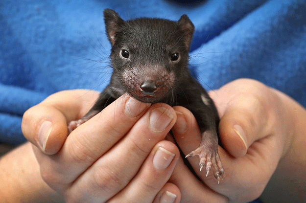 11 Tasmanian Devils Who Should Be Thrown In Cute Jail Immediately