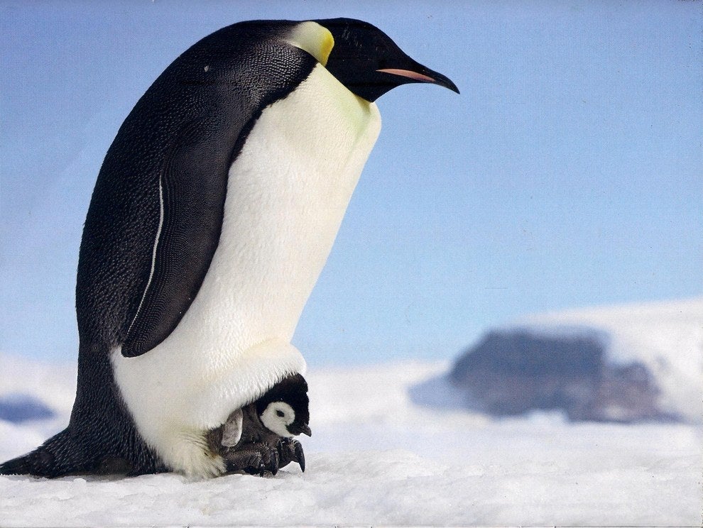 13 Reasons Why Penguins Suck