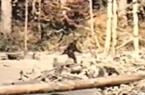 Carolina Bigfoot hunters claim sighting