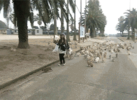 They will run up to you and ask for food by being excessively cute.