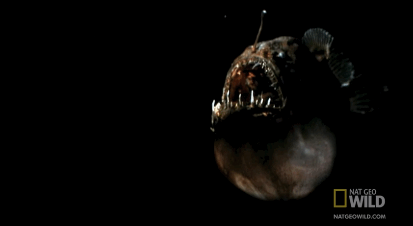 That's an angler fish, and no one likes them.