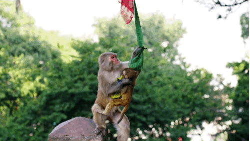 There Is A Monkey Temple In Nepal And You Will Want To Go To There