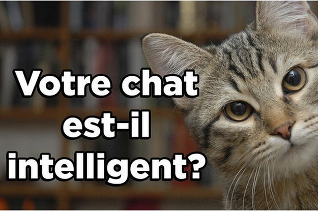 mon chat est tres intelligent