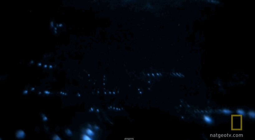 A lot of deep sea creatures use bioluminescence in a number of ways: to hunt for prey, like built in headlights, or to lure prey towards them. They also use lights to communicate with each other, to confuse predators, or even to camouflage against the very limited light coming from the surface.