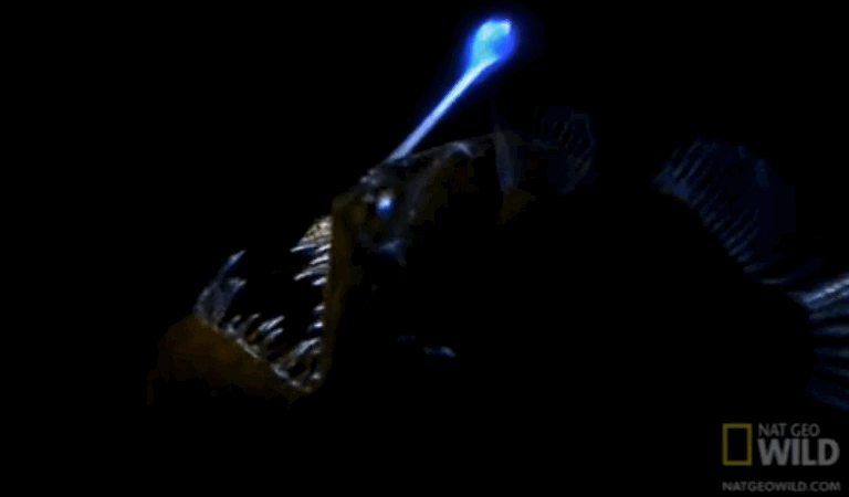 That's our friend the angler fish again.