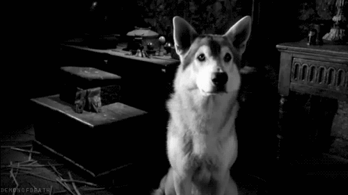 Noun. A stray dog found in the streetsHow to use it in English: "I am gonna claim this askal if its owner won't get him off my porch"