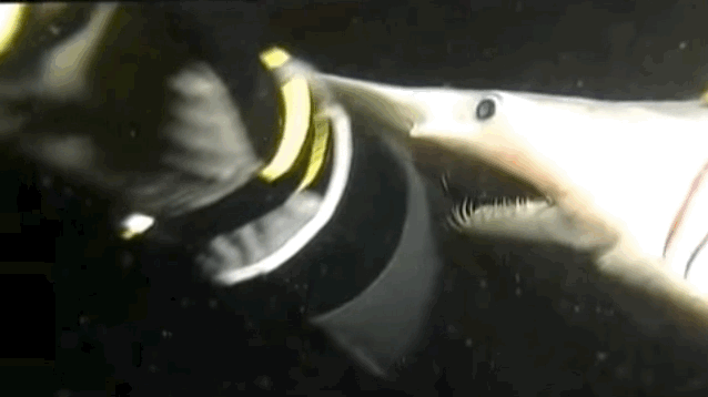 That's a Goblin shark. They grow up to about 3.5 metres long, and have really weird-ass jaws.