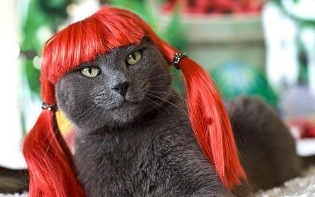 You thought mittens for cats were ridiculously amazing? Cat wigs are the new thing in feline fashion - all you need to do is either chain down or sedate your cat, then glue the wig on and watch as your groggy pet stumbles around like a tiny furry person. You'll love how the cat stares at you with warmth, acceptance and a touch of unrelenting hostility.
