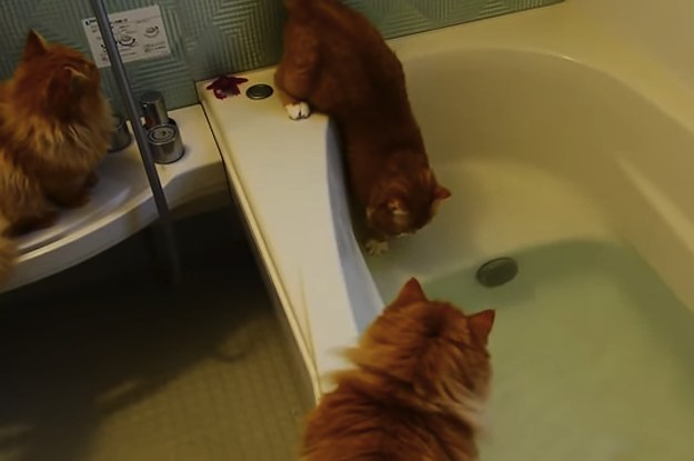 Funny cat bath videos cheap