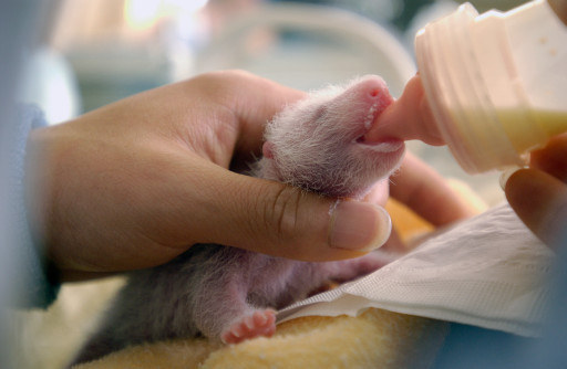 It's one of the smallest newborn animals in terms of relative size to its mother, who is 900 times the size of the little guy.