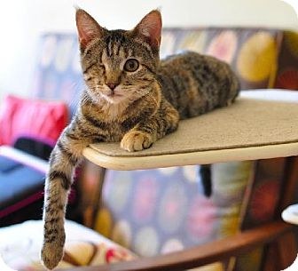 I am already spayed, housetrained, and up to date with shots, Domestic Shorthair