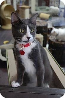 I am already neutered, housetrained, and up to date with shots. Domestic Shorthar.