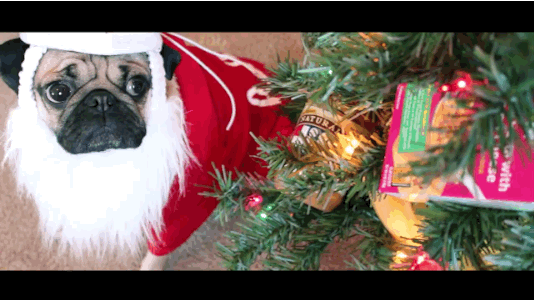 Doug the pug all store i want for christmas