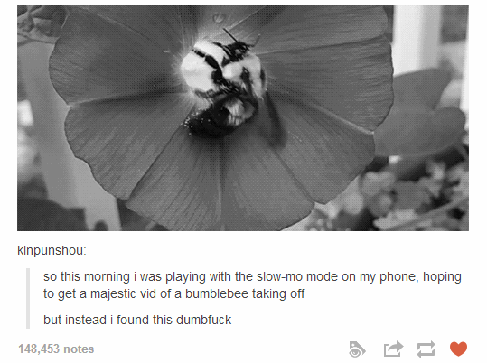 Dumb-ass bee. DAMN.