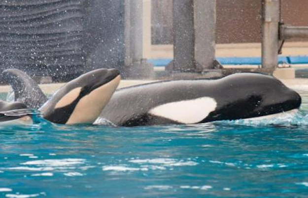 A Baby Killer Whale Was Born At SeaWorld San Diego