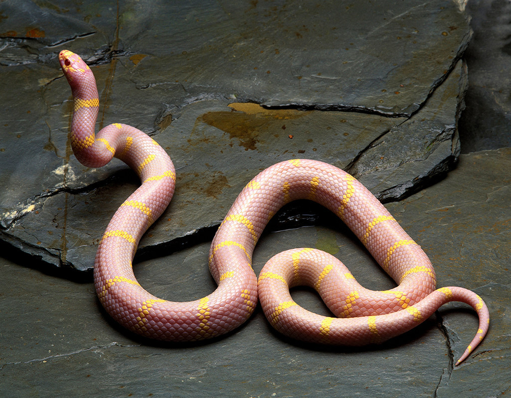 pink snake top