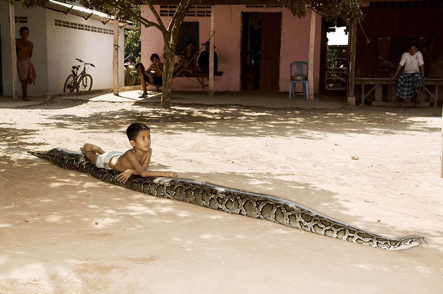 Sambath Uon, 6, rides on his pet, a 6-meter long, 120kg female python. The snake is about 6 years old, first arrived to the house when the boy was 3 months old, and refused to leave though the boy's father carried it back to the forest three times. The boy and snake slept together for the next five years. The village believes the snake has a healing power because of its human-like qualities.