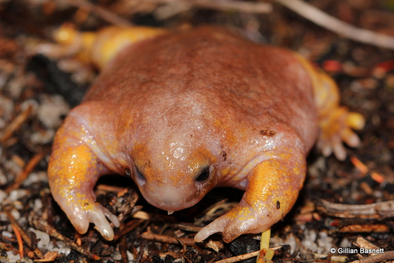 U-G-L-Y this frog ain't got no alibi, it's ugly. Here's betting you sung that upon first glance of this marshmallowy Western Australian amphibian.