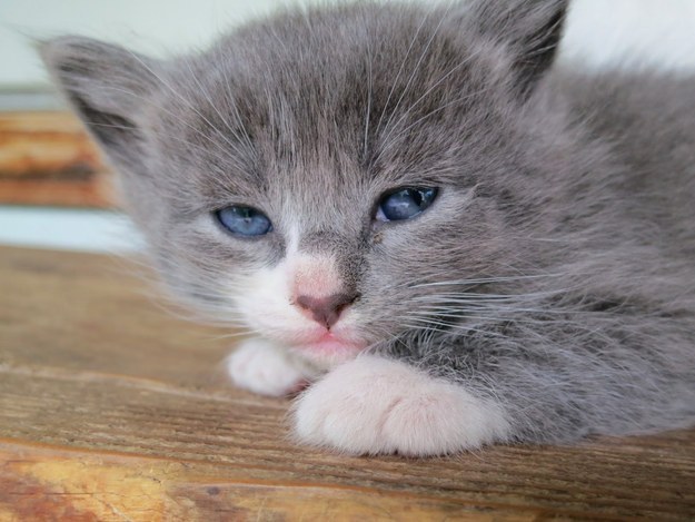 17-kittens-who-understand-your-exhaustion-after-eating-a-holiday-meal