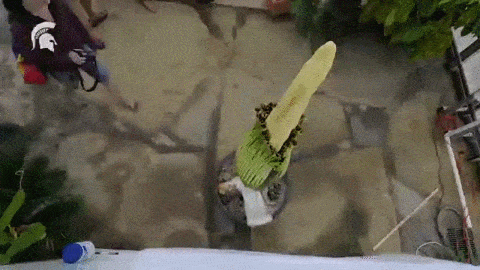 MSU’s rare corpse flower bloomed for the first time in years and attracted thousands of visitors with its unique stench.