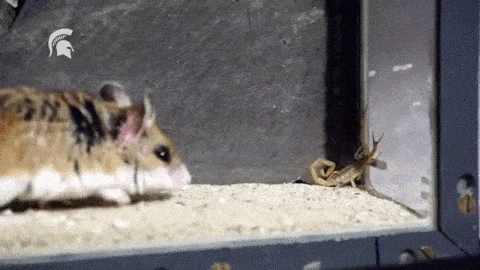 MSU's grasshopper mice research was featured on Jeopardy! as a video clue.