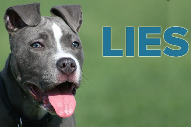 8 Pit Bull Lies You Might Believe