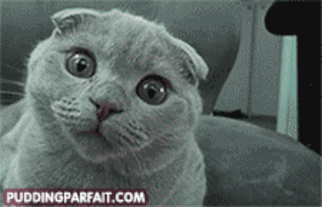 23 Cats React To The Biggest Shocks In Cinema History