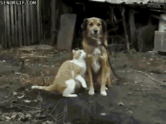You don't need to do much; they'll do all the work. Cats are made for the internet.