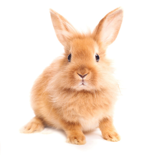 You’re as tough as a bunny