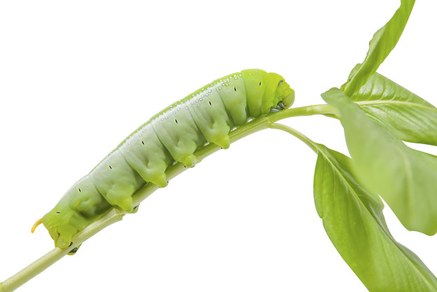 You’re as cute as a bug’s ear