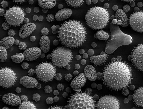 Even amorphous materials like the sporopollenin of the pollen grain shell can have a degree of structural order that is semi-crystalline or semi-ordered. That's why scientists and engineers use crystallography techniques to study them.