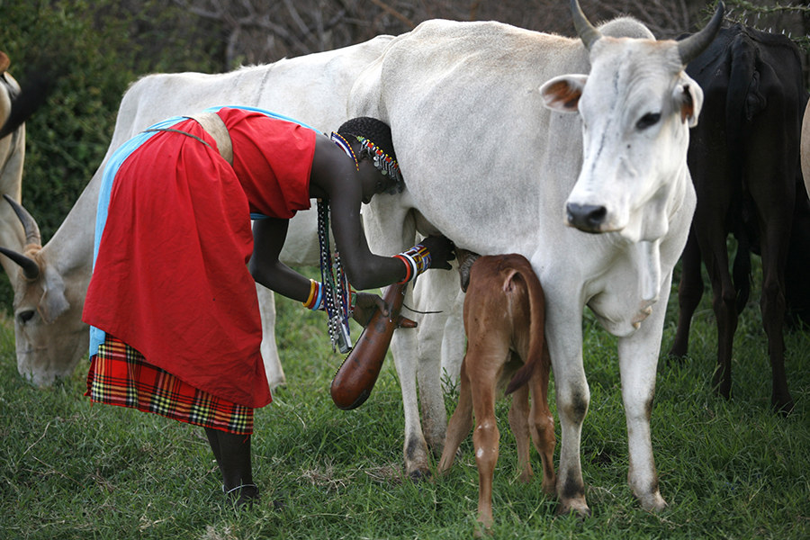 Real guys know that small animals aren't just cute, they are helpful!Heifer International seeks to end poverty and hunger in a sustainable fashion. They give out gifts of livestock, seeds, trees, and training to those in need. By donating a small animal to a small village can make a world of difference.