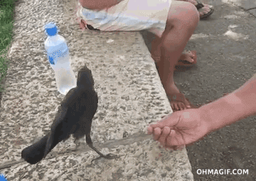 Beats drinking out of a puddle.