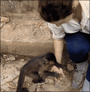He's using the human's hand to smash his nut open.