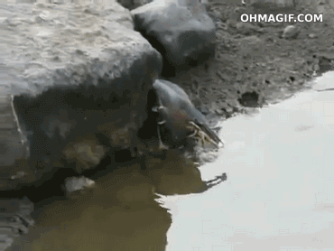 It's tapping the water, just acting like it's a tiny, struggling fly… then, BLAM!