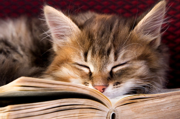 All about cats: Books for cat lovers