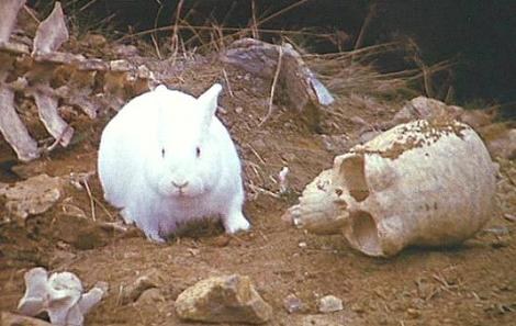 The Rabbit