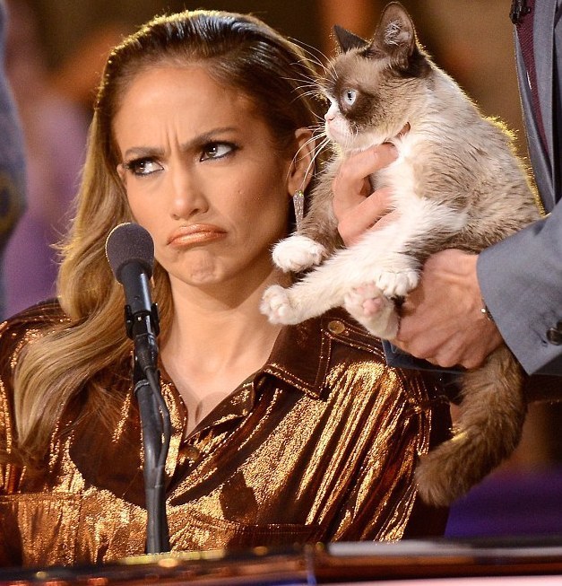 Report that Grumpy Cat made $99.5 million in two years is completely  inaccurate - Vox