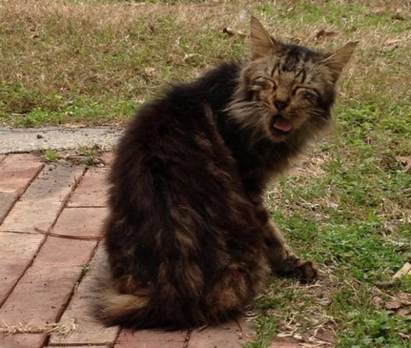 16 Cats Who Understand Your New Year S Hangover