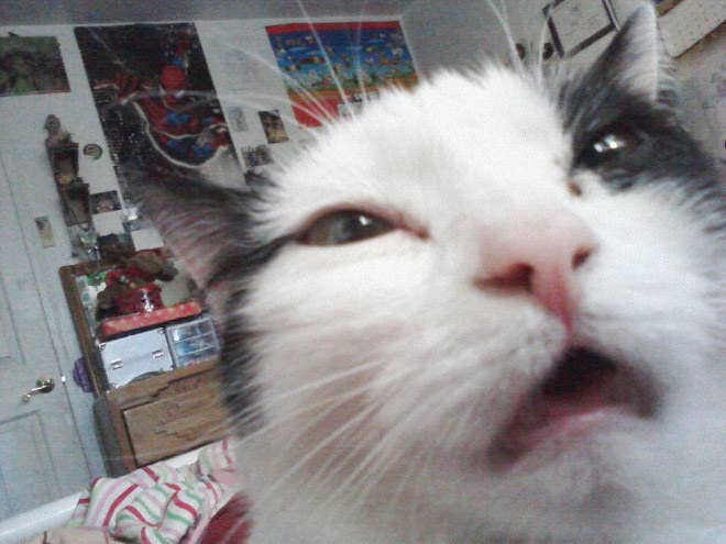 16 Cats Who Understand Your New Year S Hangover