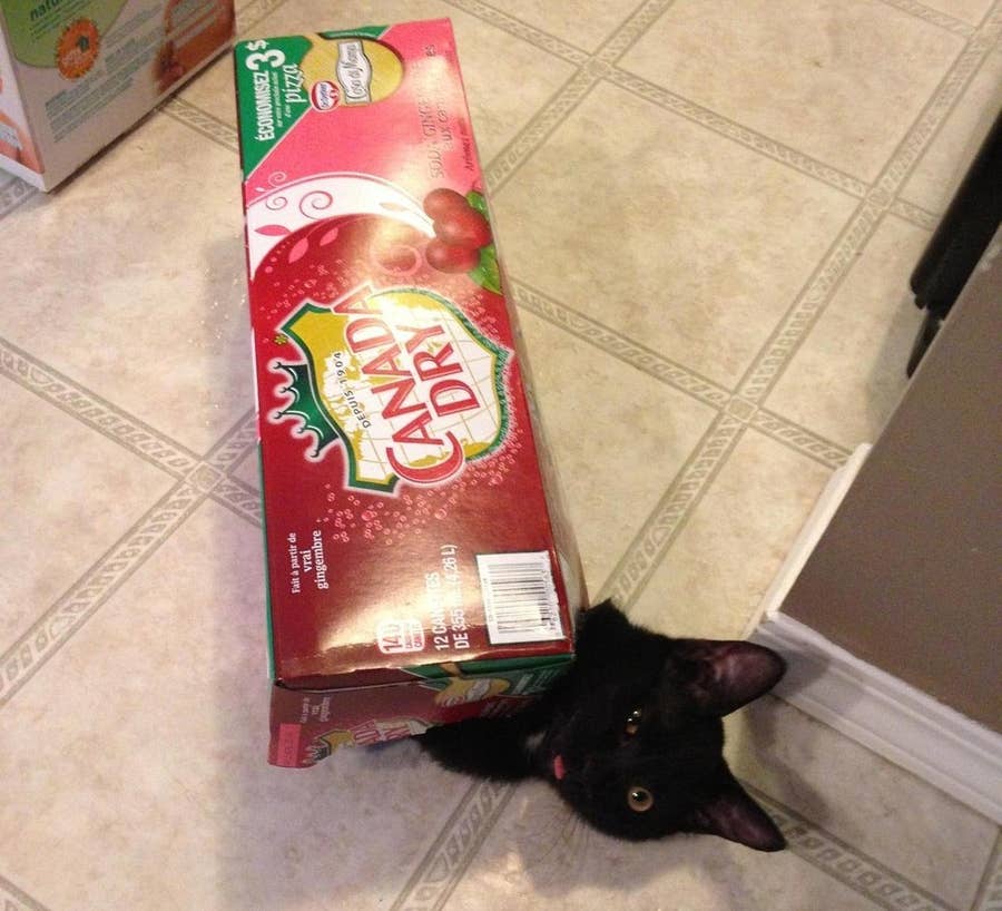 16 Cats Who Understand Your New Year S Hangover