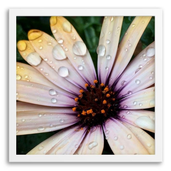 Photograph of a flower is by Instagram user @steven_potter.