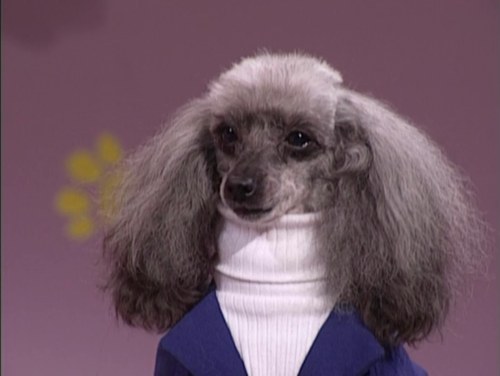 ALL business turtleneck